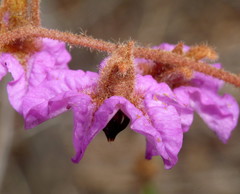 Thomasia grandiflora