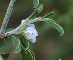 Psoralea spissa