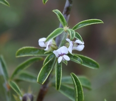 Psoralea spissa