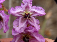 Thomasia grandiflora