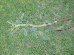 Indigofera cuneifolia cuneifolia