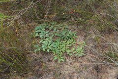 Euphorbia tuberosa