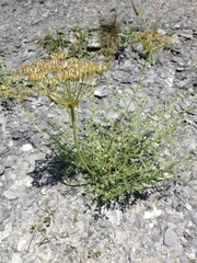 Laserpitium gallicum