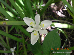 Dietes flavida