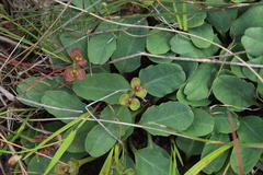 Euphorbia tuberosa