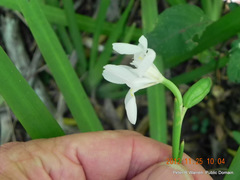Dietes flavida