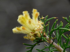 Petrophile chrysantha