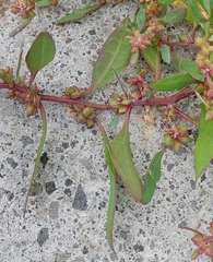 Atriplex glabriuscula