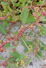 Atriplex glabriuscula
