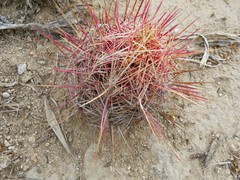 Thelocactus bicolor