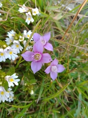 Gentianella campestris campestris