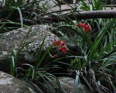 Hesperantha coccinea