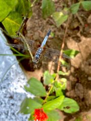 Brachydiplax chalybea