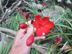 Hesperantha coccinea