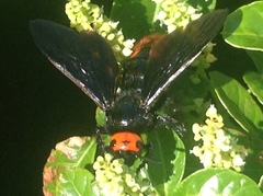 Megascolia azurea