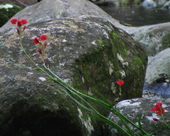 Hesperantha coccinea