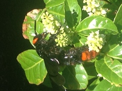 Megascolia azurea