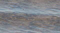 Tetractenos hamiltoni