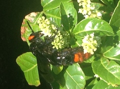 Megascolia azurea