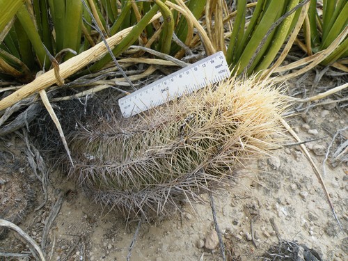 Thelocactus bicolor