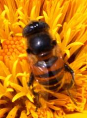 Eristalinus modestus