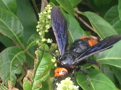 Megascolia azurea