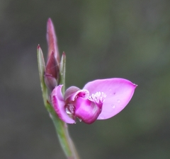 Polygala pappeana