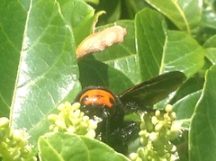Megascolia azurea