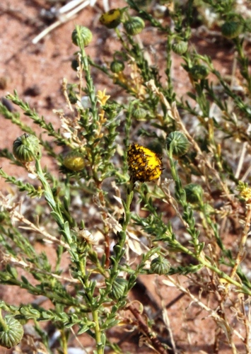 Kalahari Bitterbush (Chrysocoma obtusata)
