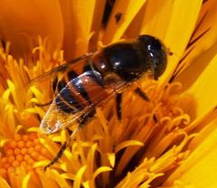 Eristalinus modestus