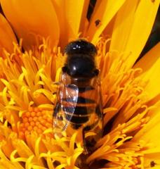 Eristalinus modestus