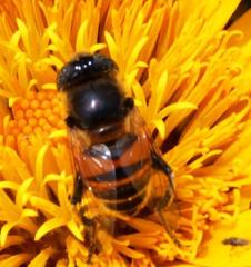 Eristalinus modestus