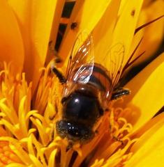 Eristalinus modestus