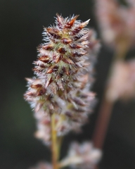 Tribolium hispidum