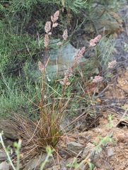 Tribolium hispidum