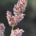 Haregrass - Photo (c) Marion Maclean, some rights reserved (CC BY-NC), uploaded by Marion Maclean