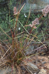 Tribolium hispidum