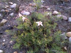 Cyrtanthus leptosiphon