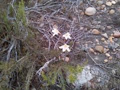 Cyrtanthus leptosiphon