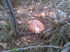 Cyrtanthus leptosiphon