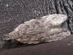 Tornodoxa paraleptopalta