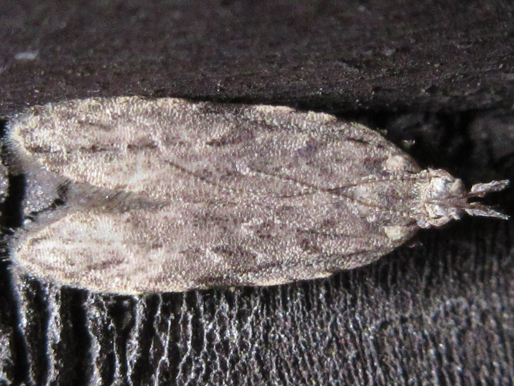 Tornodoxa paraleptopalta