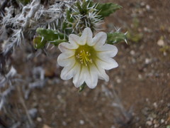 Codon royenii