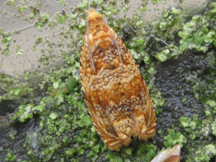 Olethreutes dolosana