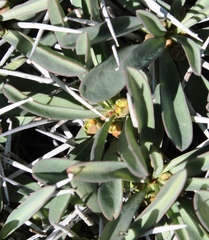 Euphorbia loricata
