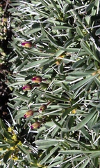 Euphorbia loricata