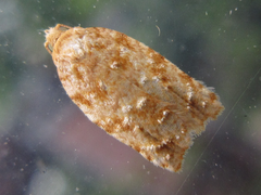 Acleris affinatana