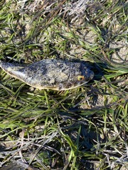 Tetractenos hamiltoni