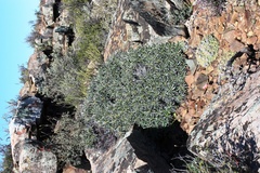 Euphorbia loricata