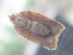Acleris affinatana